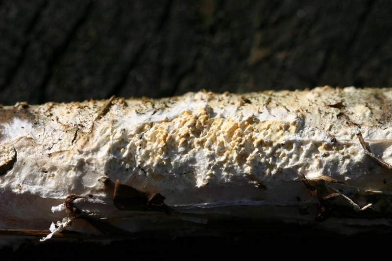 lignicolo da determinare (Hyphoderma radula)